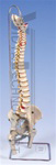 Lifetime Flexible Spine Model with femur heads - Spinal Model - Vertebral Column